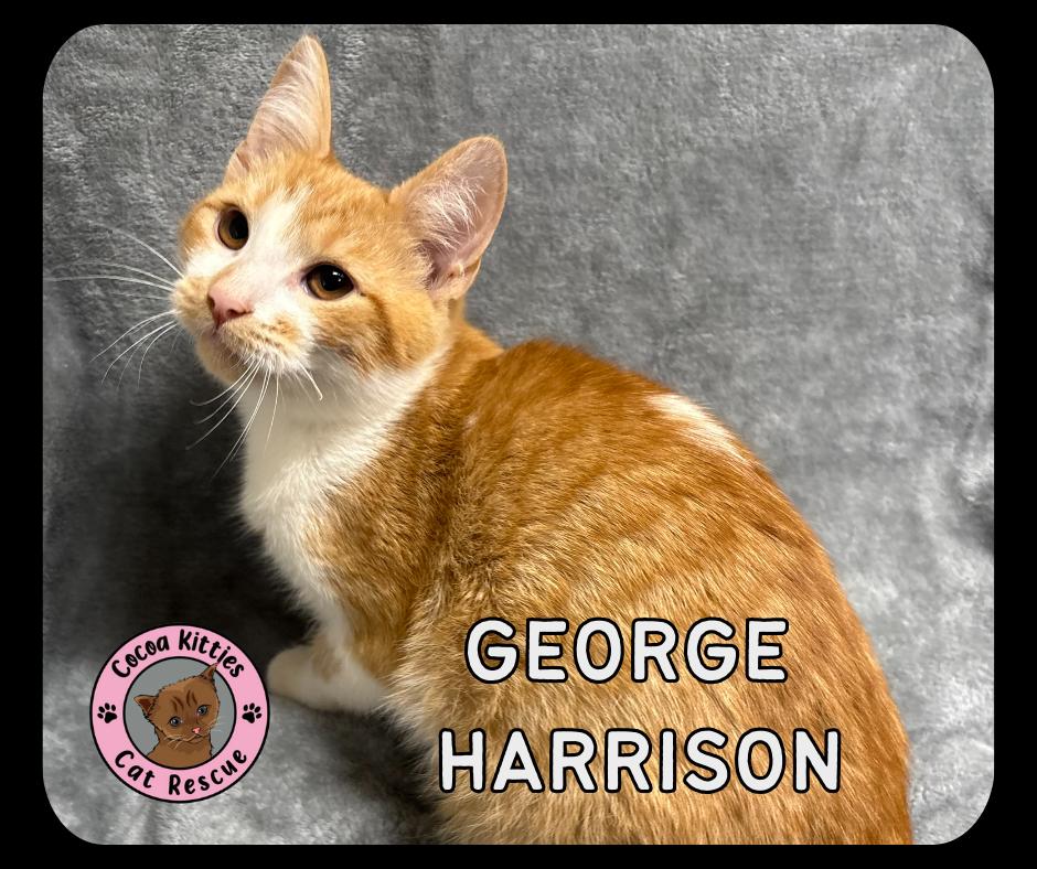 Enlarge George Harrison, a Adopted mixed breed in Hershey, PA image 1/1