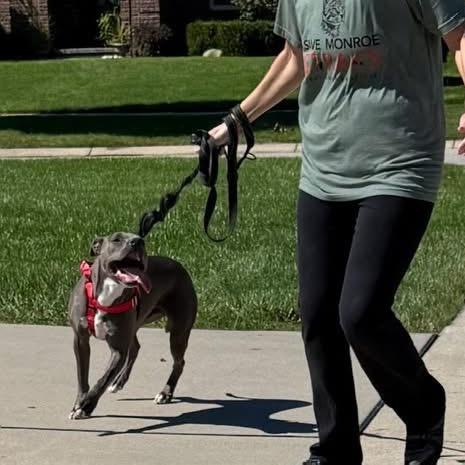 Spence aka Diesel, Adoptable, Young Male Pit Bull Terrier.