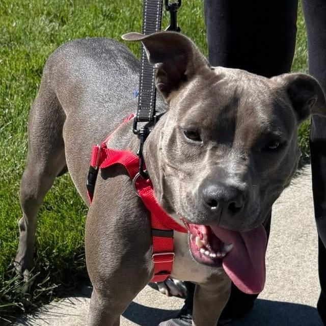 Enlarge Spence aka Diesel, a Adoptable Pit Bull Terrier in Monroe, MI image 2/6