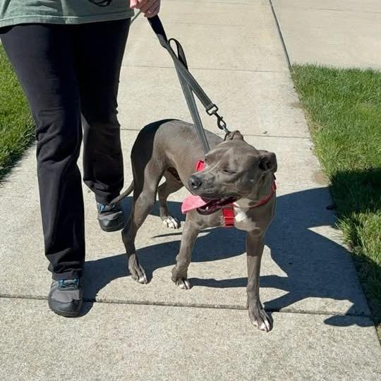 Enlarge Spence aka Diesel, a Adoptable Pit Bull Terrier in Monroe, MI image 4/6