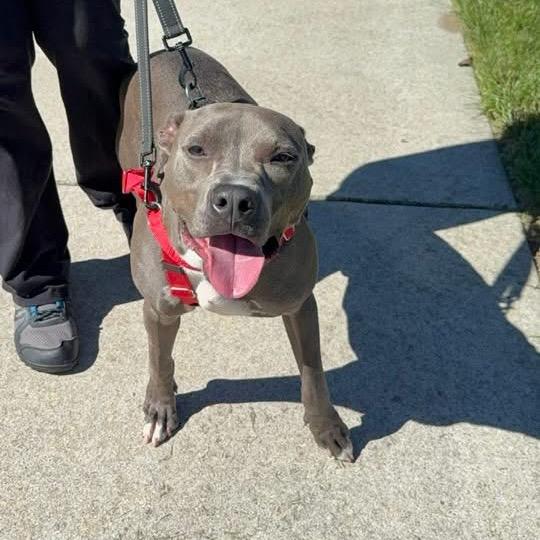 Enlarge Spence aka Diesel, a Adoptable Pit Bull Terrier in Monroe, MI image 5/6