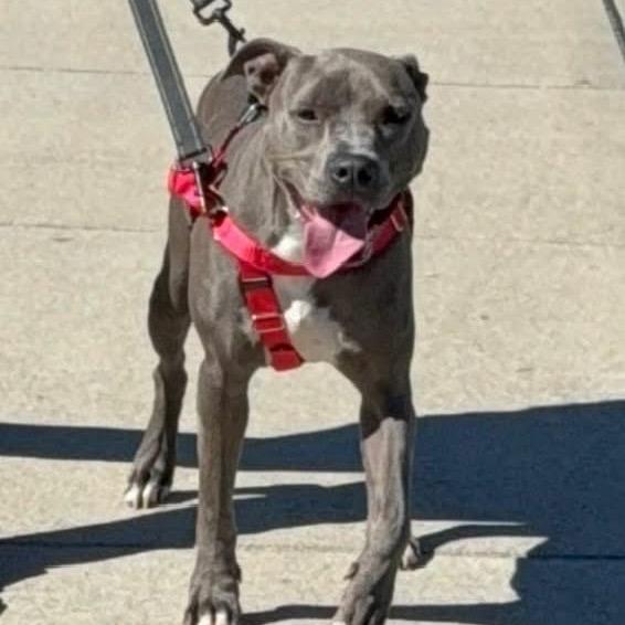 Enlarge Spence aka Diesel, a Adoptable Pit Bull Terrier in Monroe, MI image 6/6