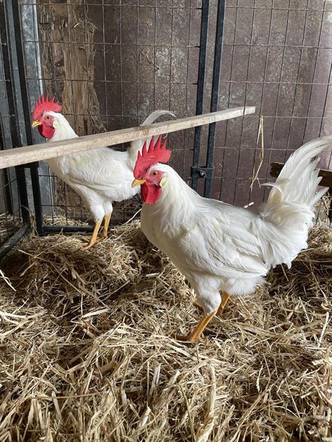 FETA*, Adoptable, Baby Male Chicken.