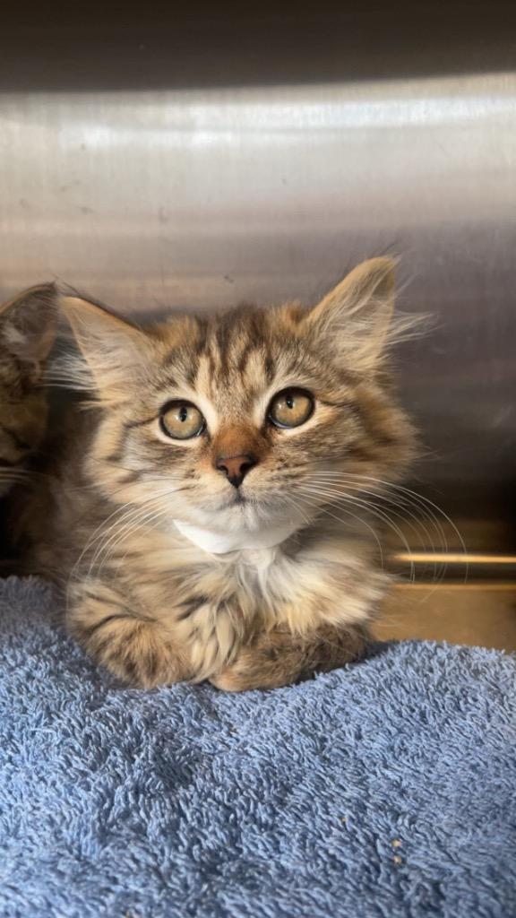 Gale Weathers, Adoptable, Kitten Female Domestic Long Hair.