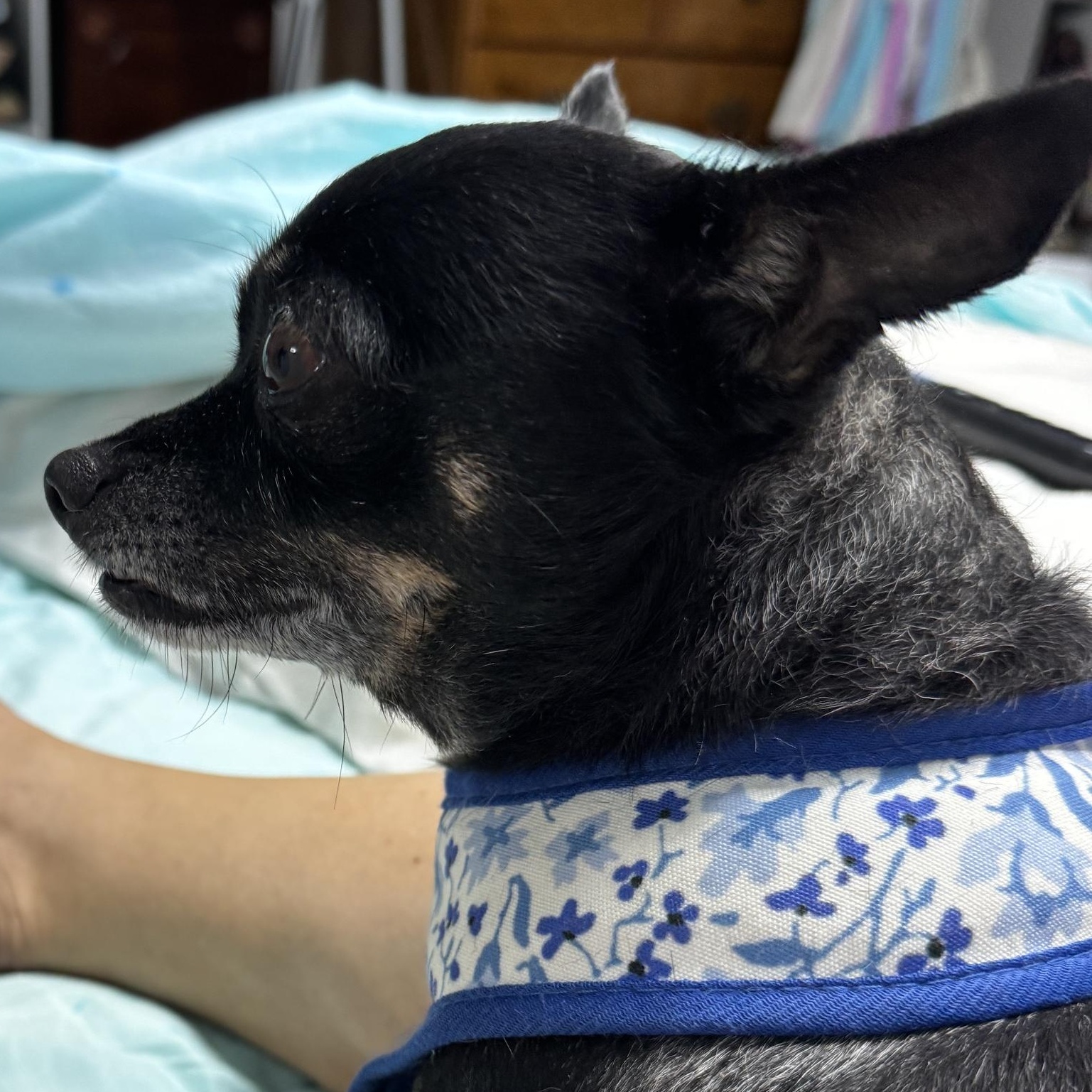 Lolabean, a ADOPTABLE mixed breed in Orlando, FL image 2/4