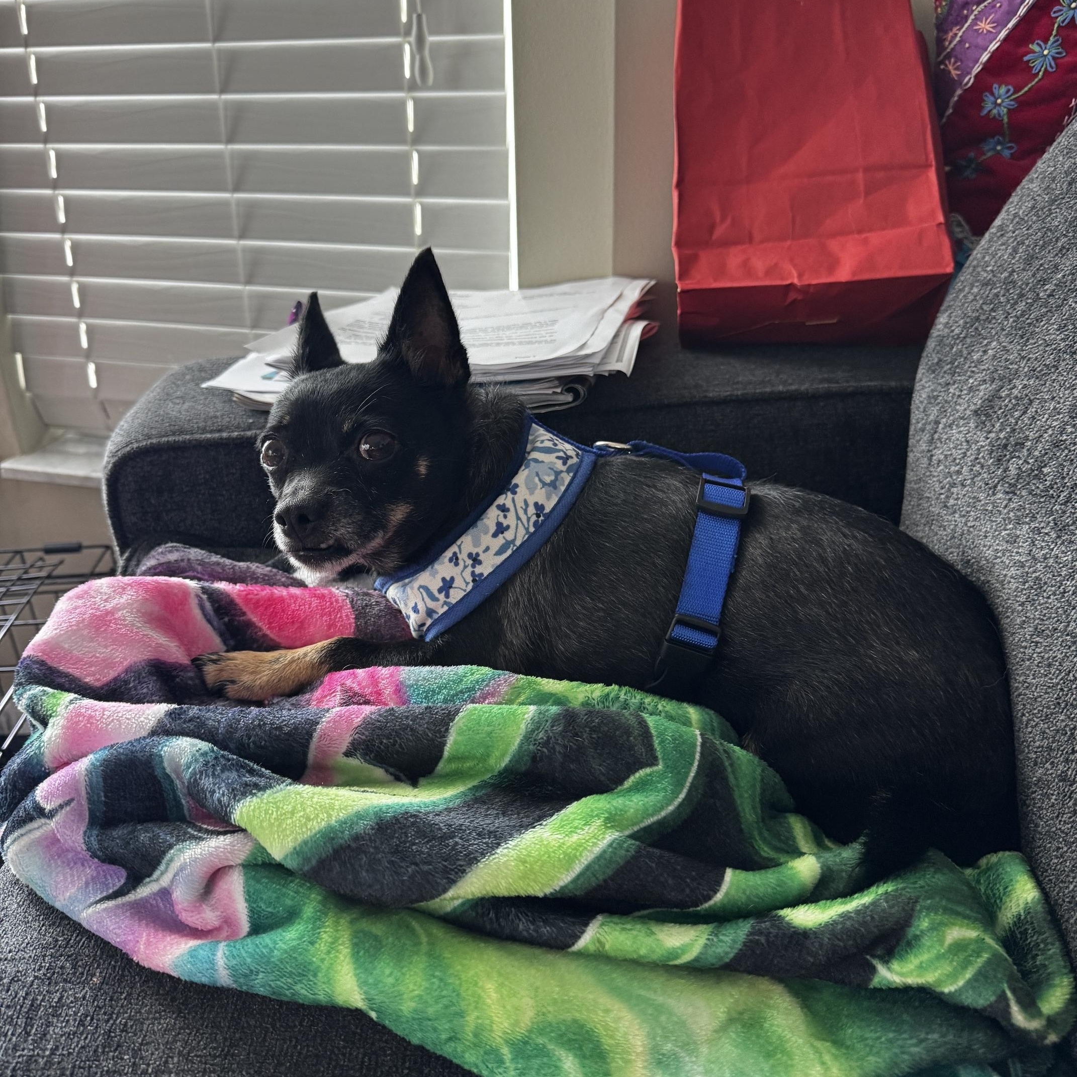 Lolabean, a ADOPTABLE mixed breed in Orlando, FL image 3/4