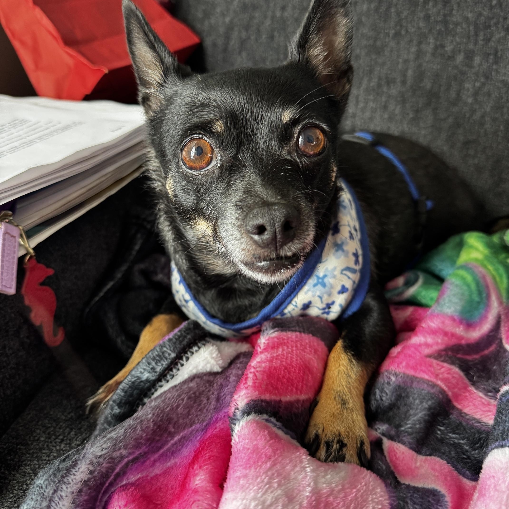 Lolabean, a ADOPTABLE mixed breed in Orlando, FL image 1/4