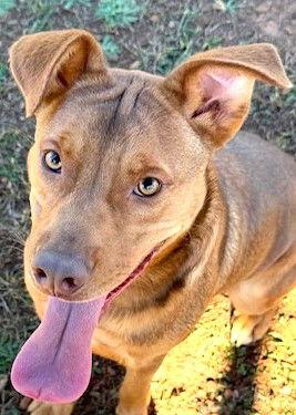 Houston, Adoptable, Young Male Hound.