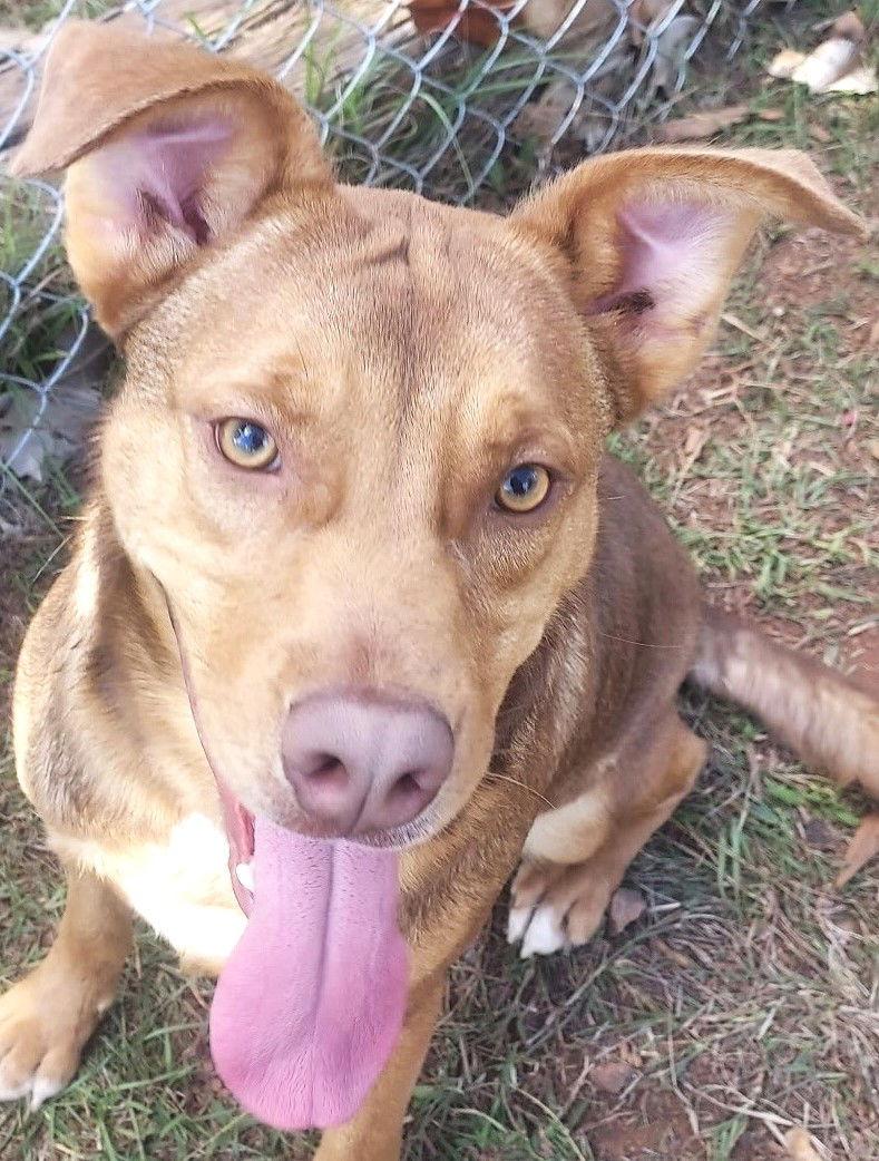 Houston, a Adoptable Hound in Carrollton, GA image 2/3