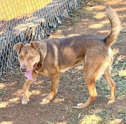 Houston, a Adoptable Hound in Carrollton, GA image 3/3