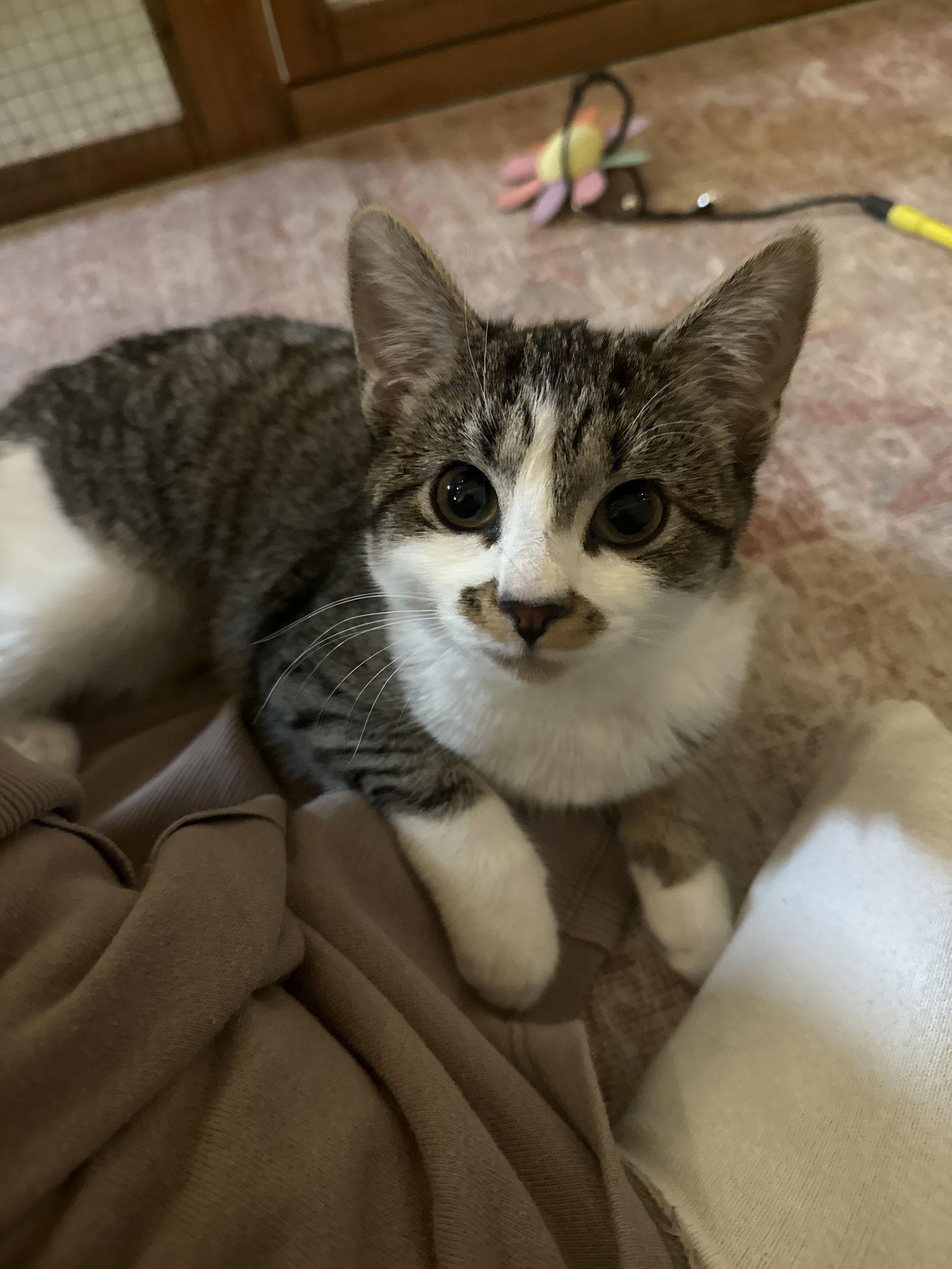 Cookie Dough — thumbnail 2