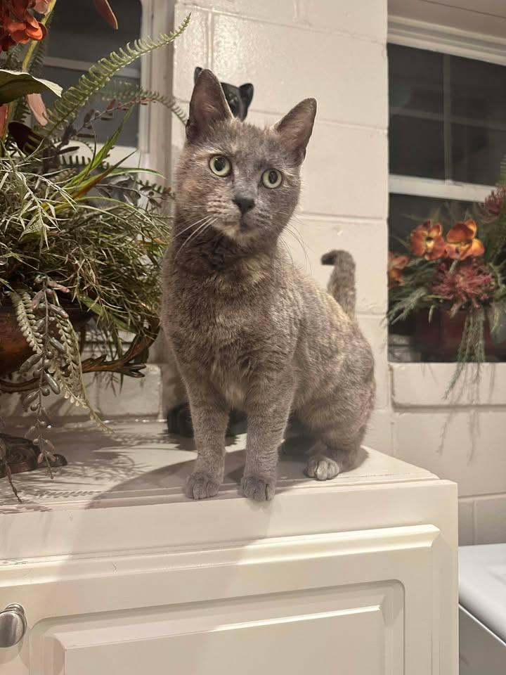 Enlarge Poppy, an adopted American Shorthair in Guntersville, AL image 3/4