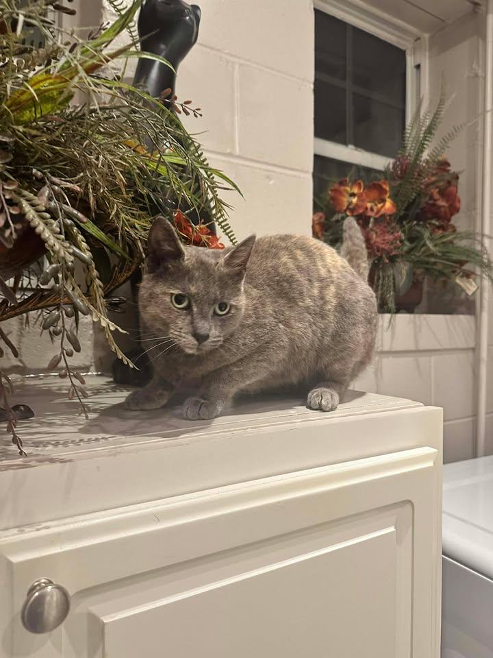 Enlarge Poppy, an adopted American Shorthair in Guntersville, AL image 2/4