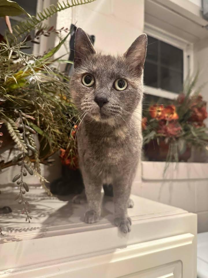 Poppy, adopted, Young Female American Shorthair.