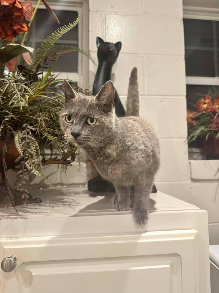 Enlarge Poppy, an adopted American Shorthair in Guntersville, AL image 4/4