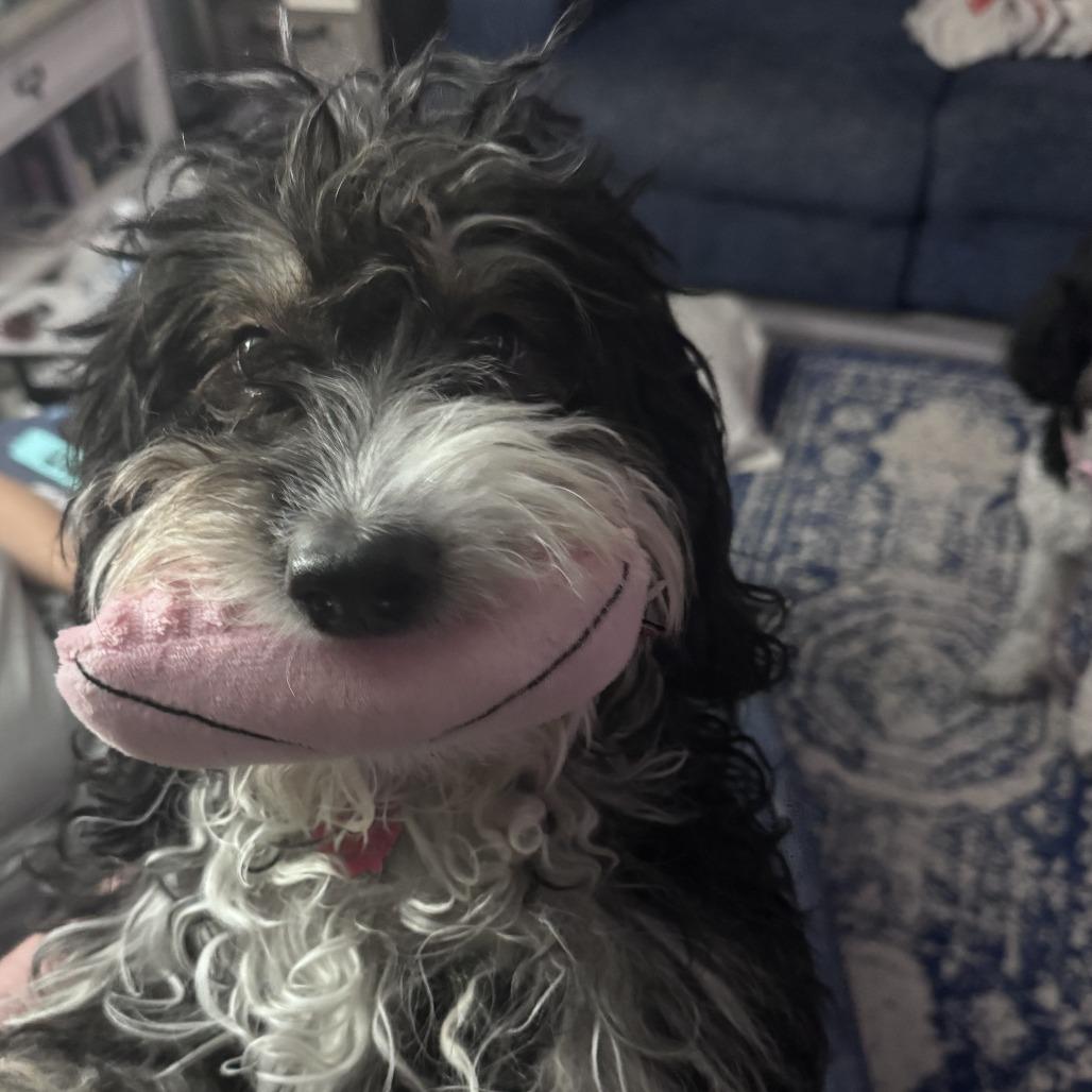 Sophia, Adoptable, Adult Female Bernese Mountain Dog & Poodle.