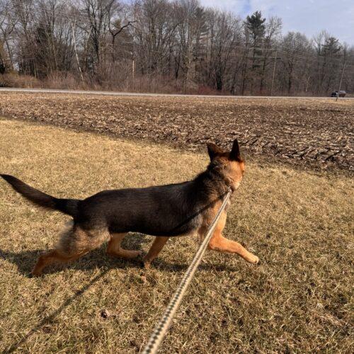 Enlarge Shelby, a Adoptable German Shepherd Dog in Vienna, ON image 1/6