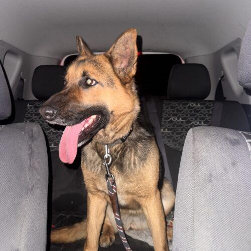 Enlarge Shelby, a Adoptable German Shepherd Dog in Vienna, ON image 2/6