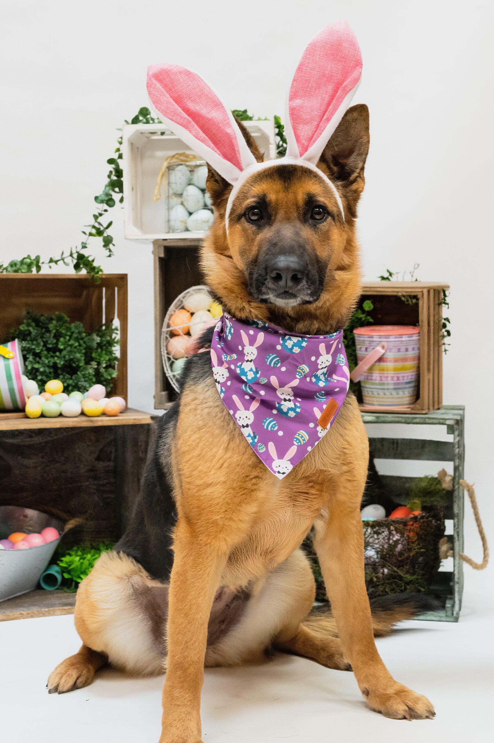 Shelby, a Adoptable German Shepherd Dog in Vienna, ON image 2/6