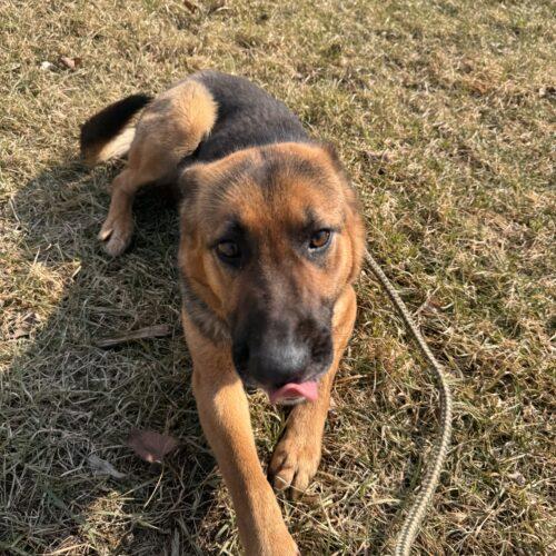 Enlarge Shelby, a Adoptable German Shepherd Dog in Vienna, ON image 3/6