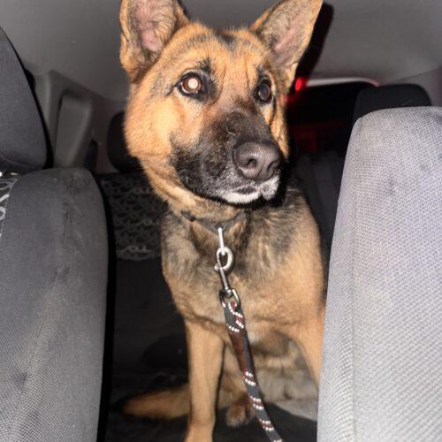 Enlarge Shelby, a Adoptable German Shepherd Dog in Vienna, ON image 5/6