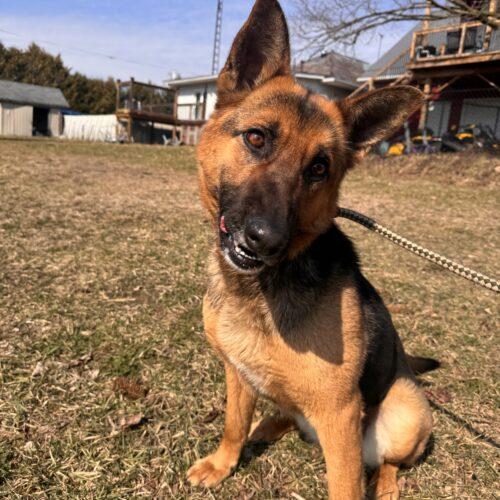 Enlarge Shelby, a Adoptable German Shepherd Dog in Vienna, ON image 6/6