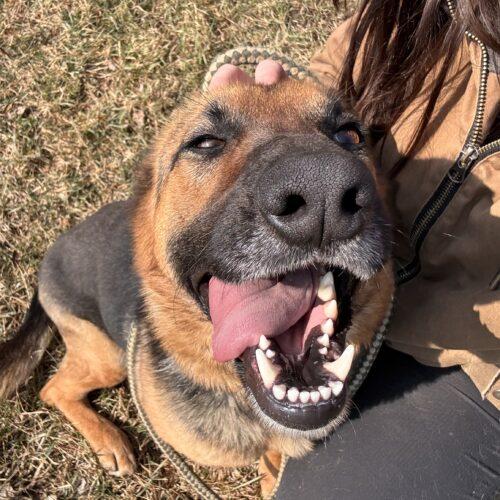 Enlarge Shelby, a Adoptable German Shepherd Dog in Vienna, ON image 5/5