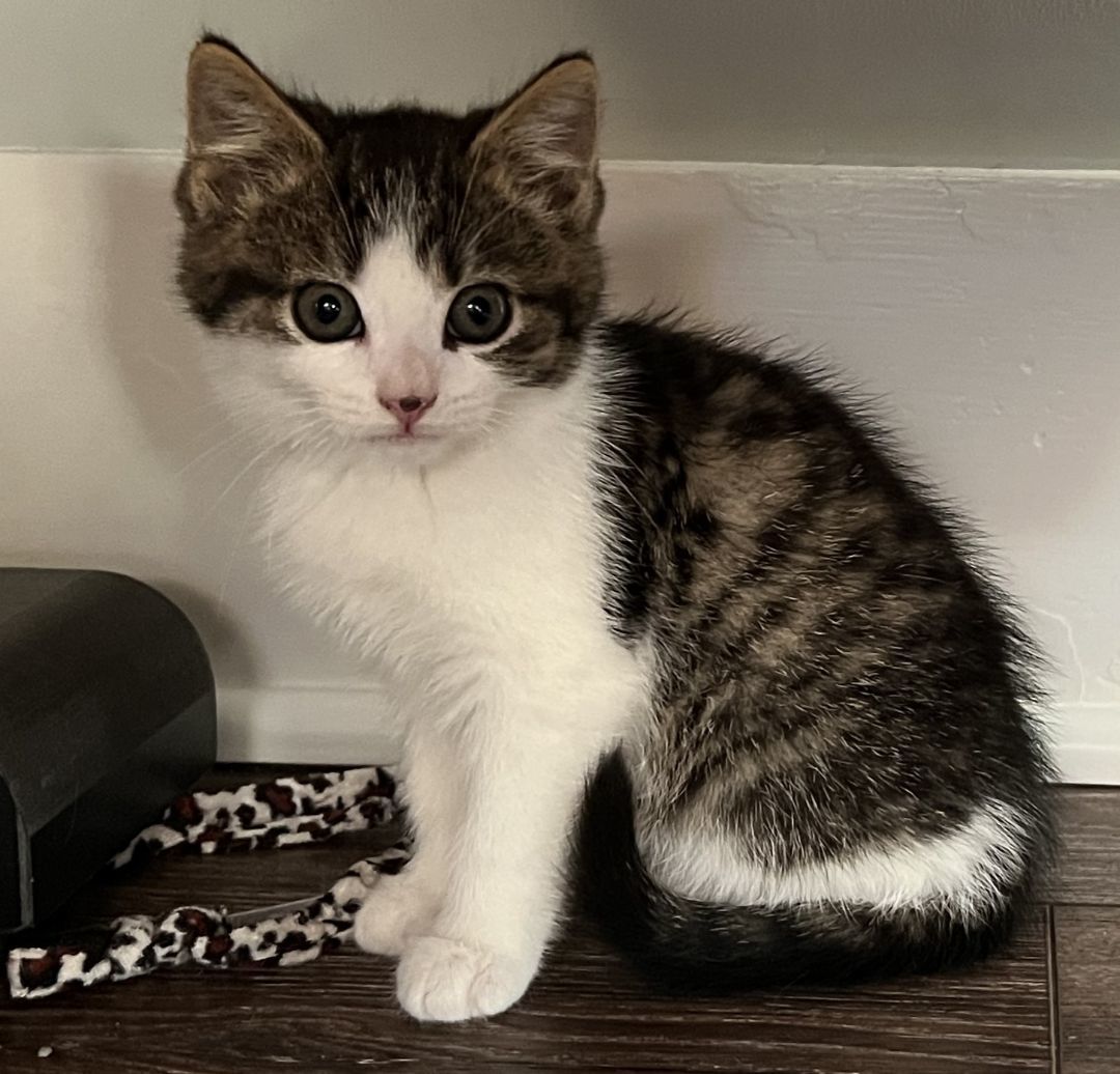 Enlarge Miss Mini, a Adopted Domestic Short Hair in Manheim, PA image 1/4