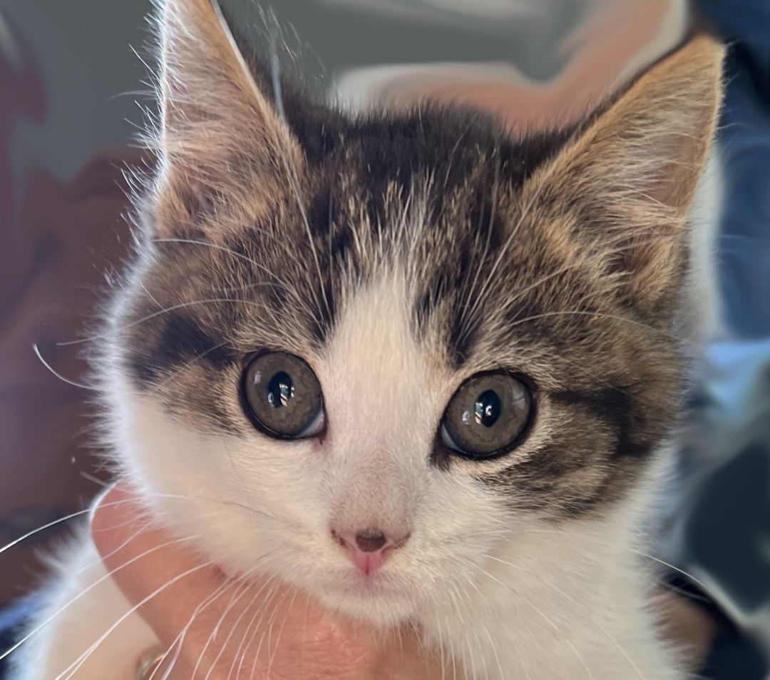 Enlarge Miss Mini, a Adopted Domestic Short Hair in Manheim, PA image 2/4