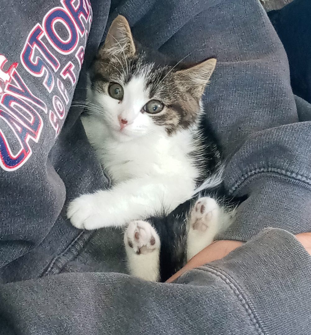 Enlarge Miss Mini, a Adopted Domestic Short Hair in Manheim, PA image 3/4