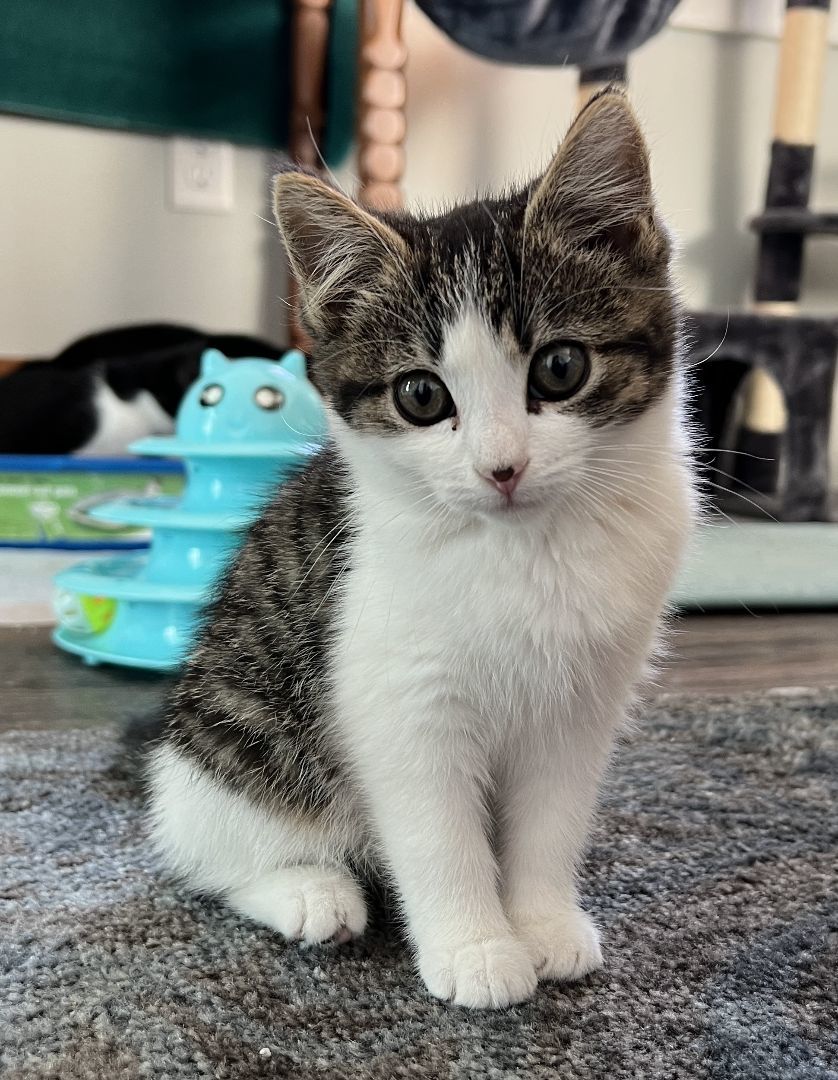 Enlarge Miss Mini, a Adopted Domestic Short Hair in Manheim, PA image 4/4