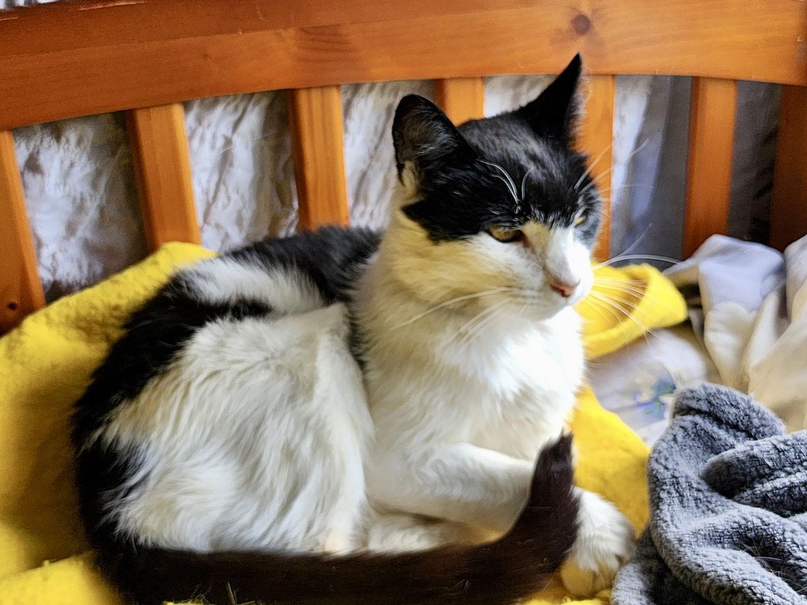 Mist: Not at the shelter  (Pat), Adoptable, Adult Male Domestic Short Hair.