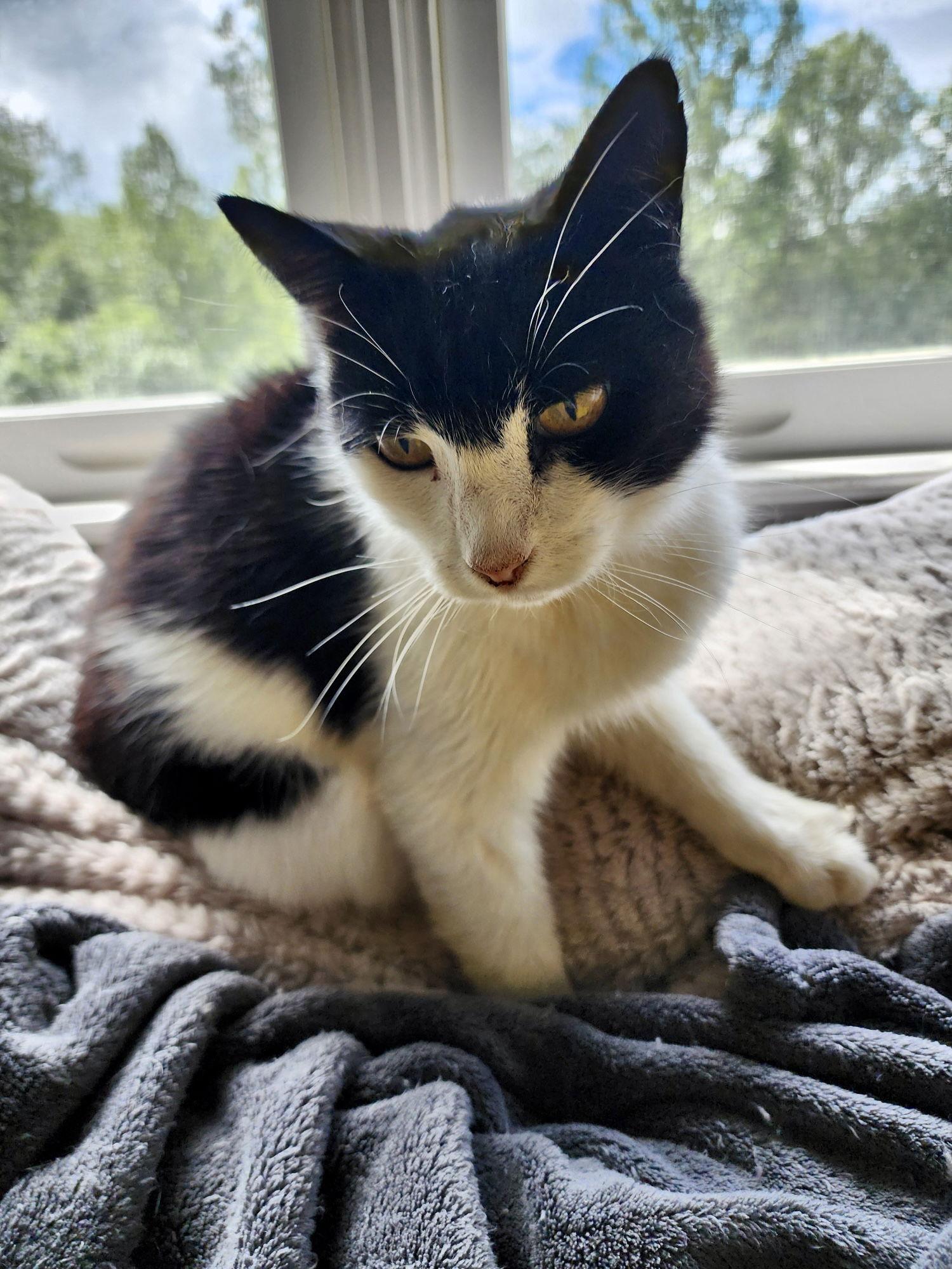 Mist: Not at the shelter (Pat), Adoptable, Adult Male Domestic Short Hair.