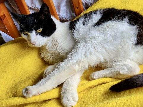 Enlarge Mist: Not at the shelter  (Pat), a Adoptable Domestic Short Hair in Rustburg, VA image 3/3