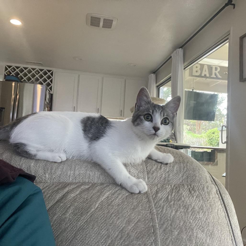 Kim, Adoptable, Young Female American Shorthair.