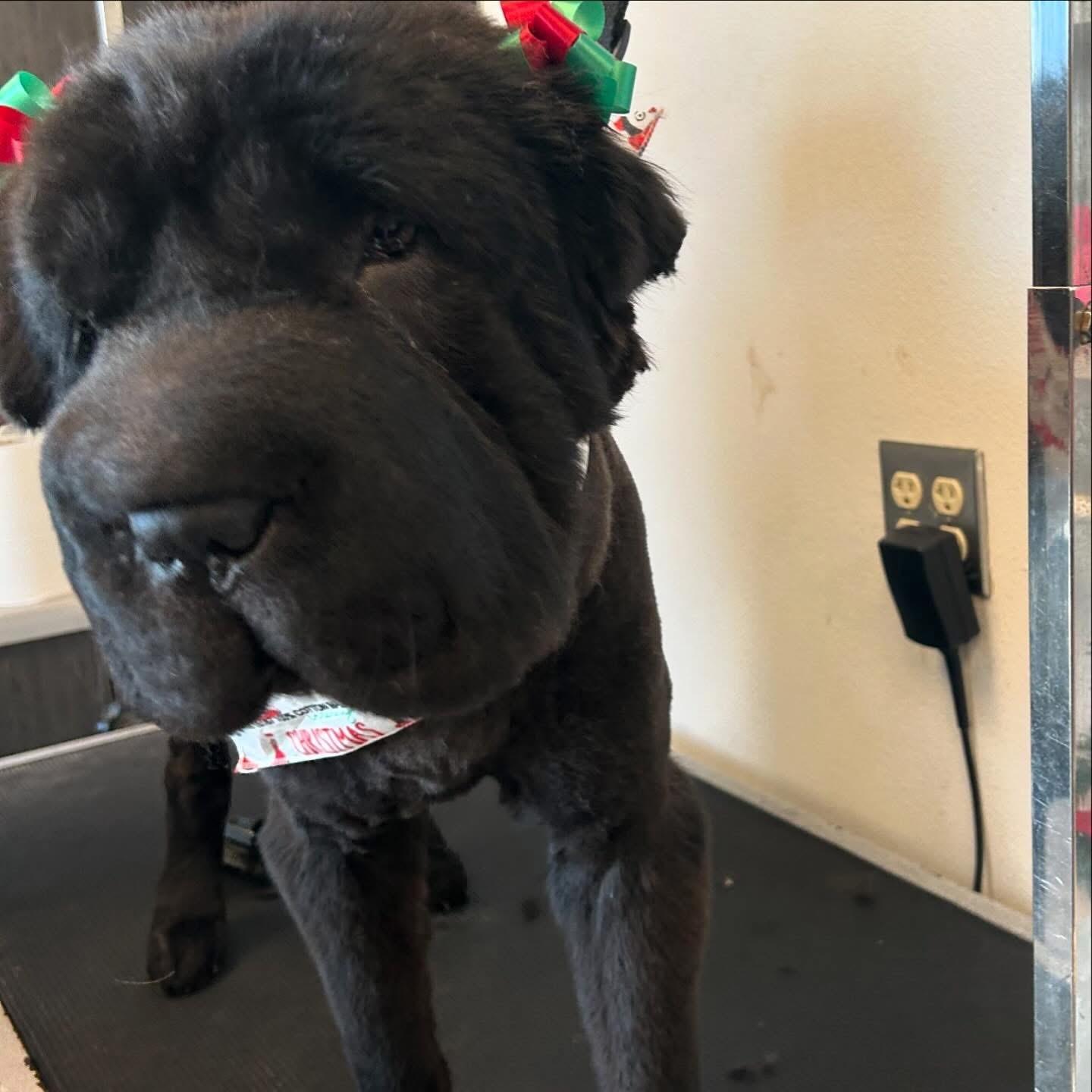 Chloe, an adoptable Shar-Pei in El Paso, TX, 79938 | Photo Image 5