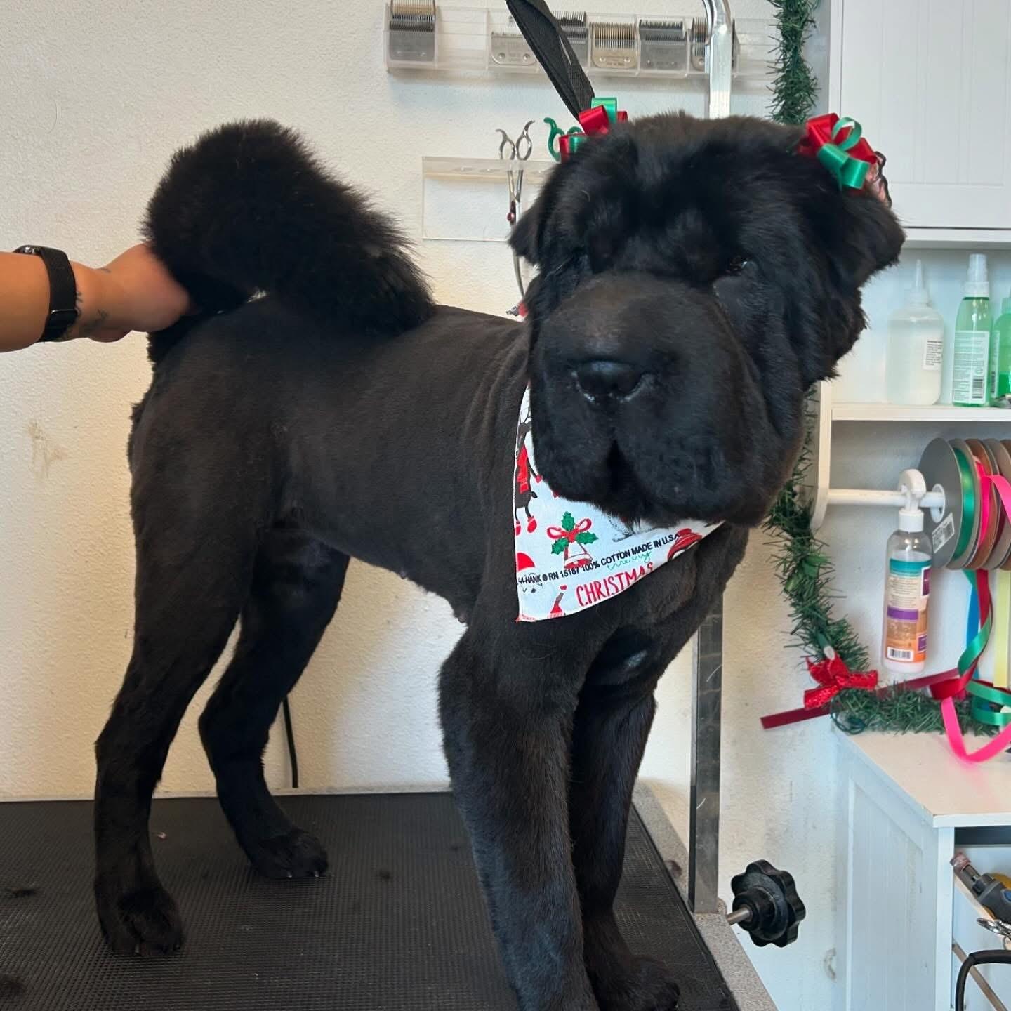 Enlarge Chloe, a Adoptable Shar-Pei in El Paso, TX image 6/6