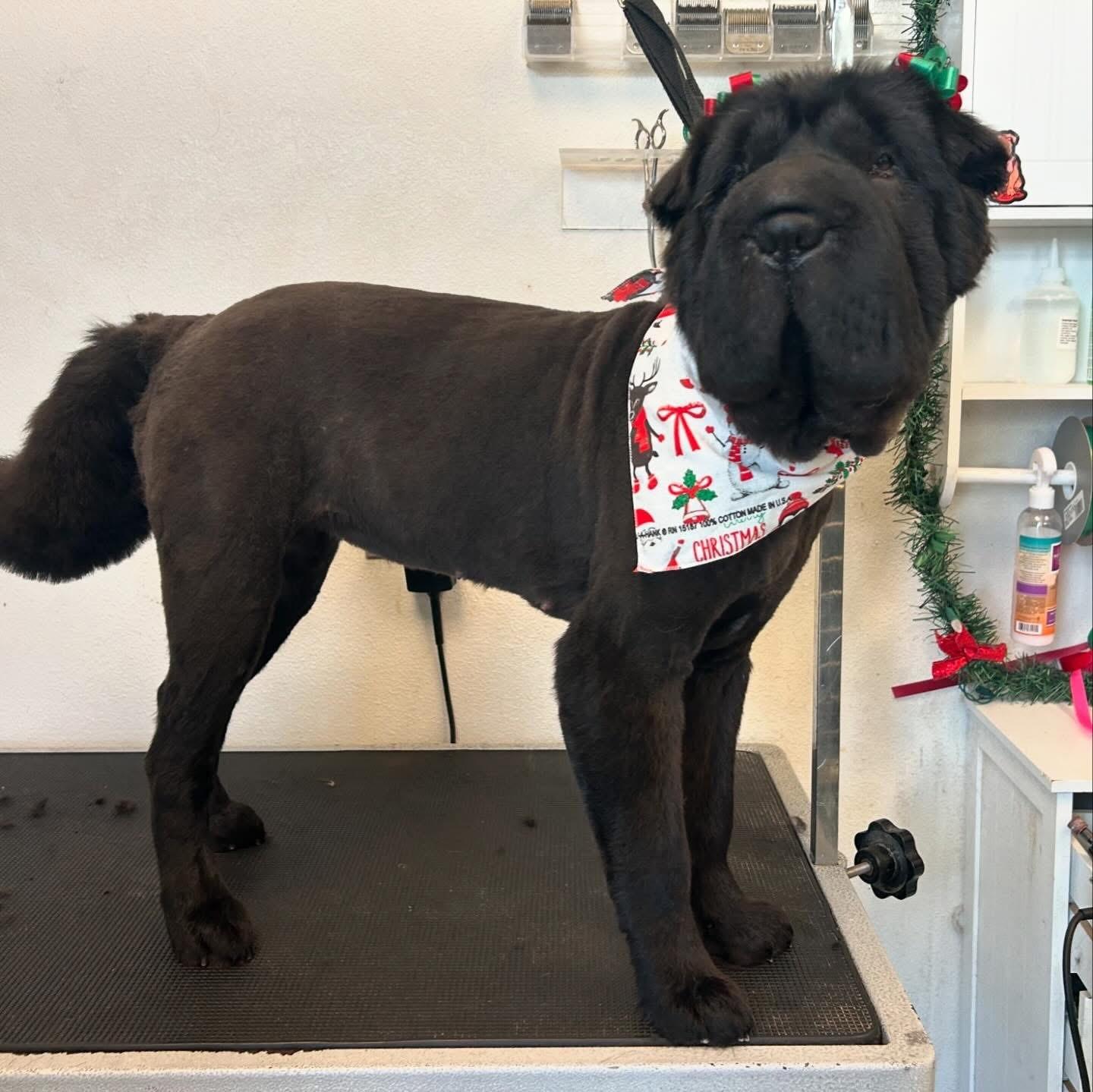 Chloe, Adoptable, Adult Female Shar-Pei.