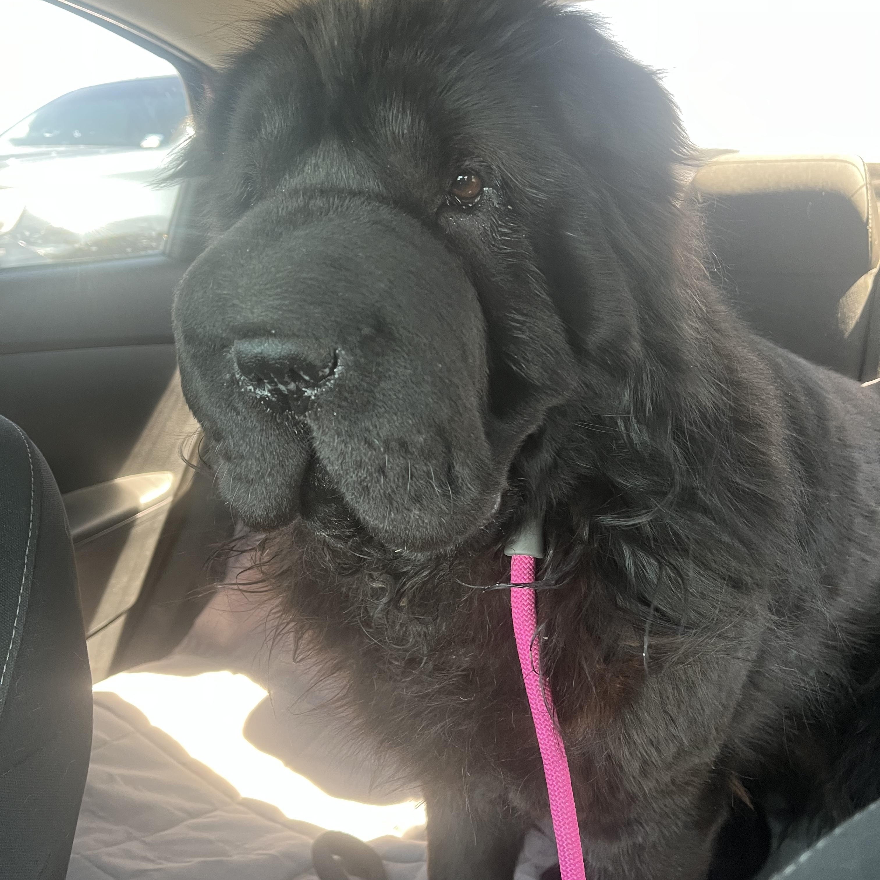 Enlarge Chloe, a Adoptable Shar-Pei in El Paso, TX image 2/6