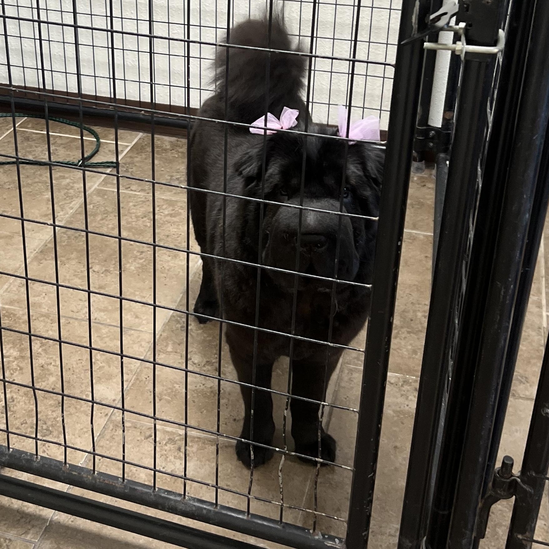 Enlarge Chloe, a Adoptable Shar-Pei in El Paso, TX image 3/6