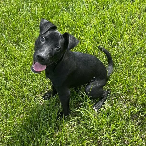 Enlarge Nora, a Adoptable Pit Bull Terrier in Emporia, KS image 2/6