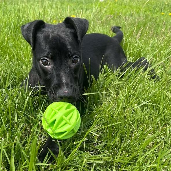 Enlarge Nora, a Adoptable Pit Bull Terrier in Emporia, KS image 3/6