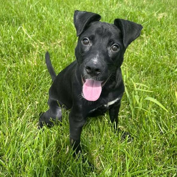 Enlarge Nora, a Adoptable Pit Bull Terrier in Emporia, KS image 4/6