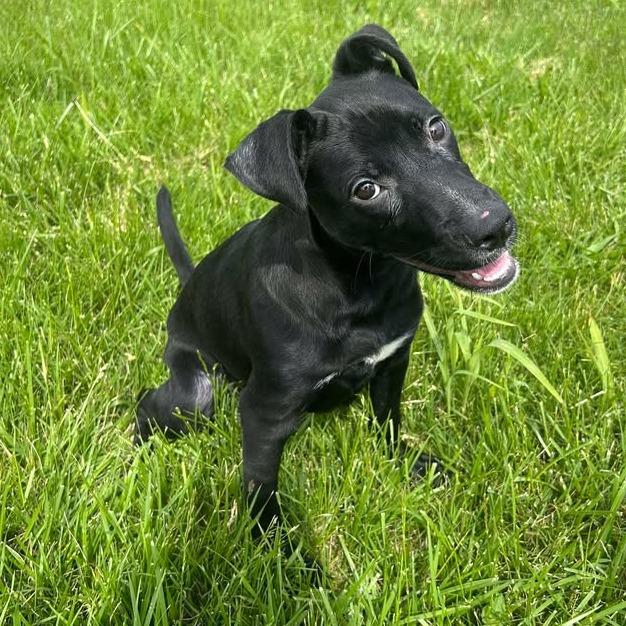 Enlarge Nora, a Adoptable Pit Bull Terrier in Emporia, KS image 5/6