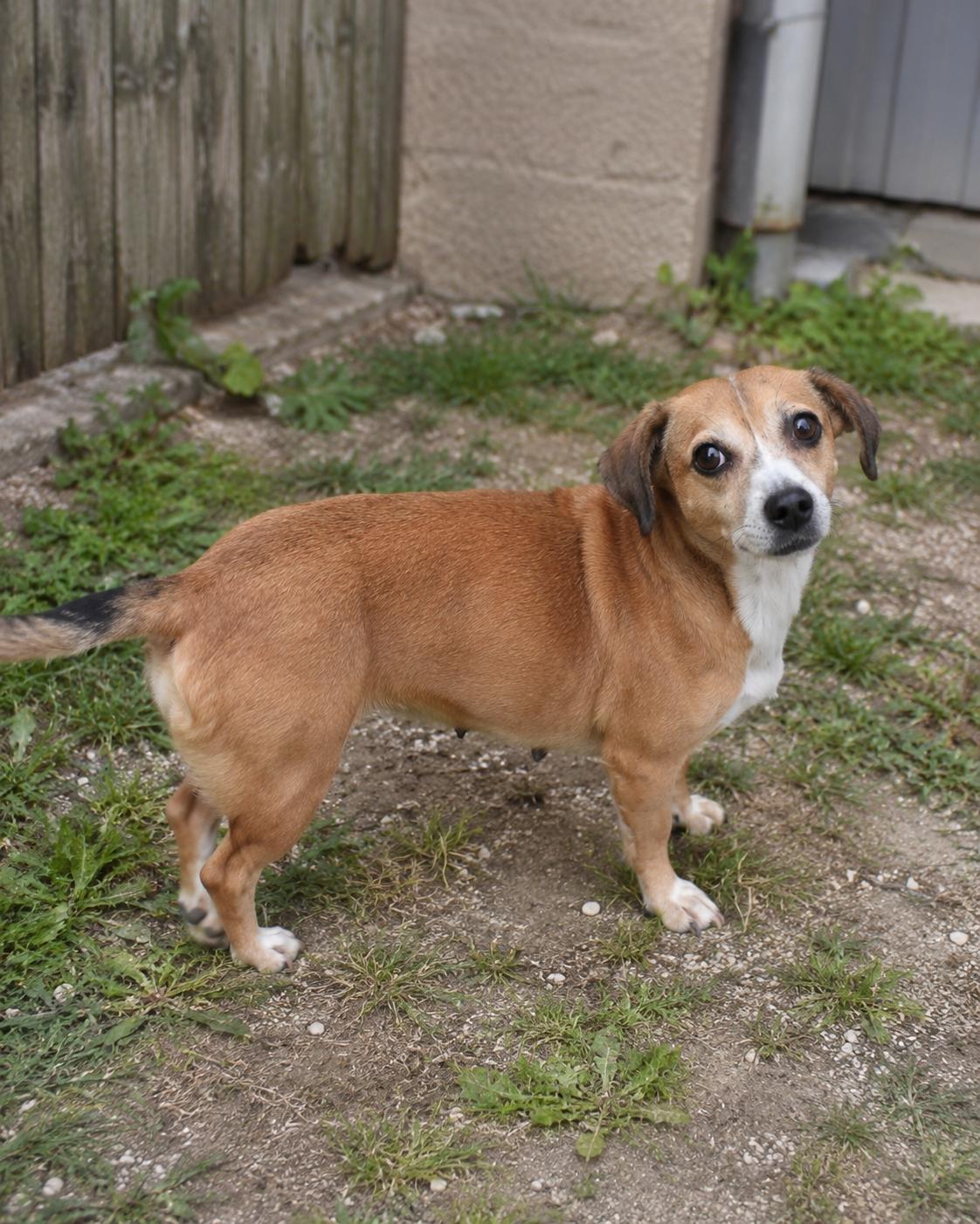 Enlarge Cholula, an adopted mixed breed in Lacey , WA image 5/6