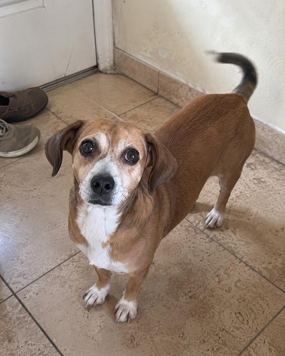 Enlarge Cholula, an adopted mixed breed in Lacey , WA image 3/6