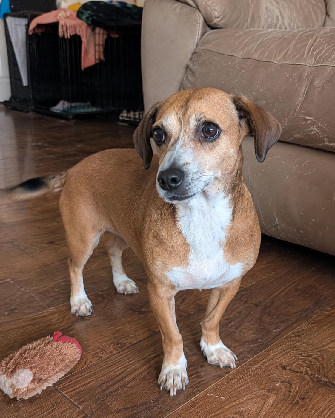 Enlarge Cholula, an adopted mixed breed in Lacey , WA image 6/6