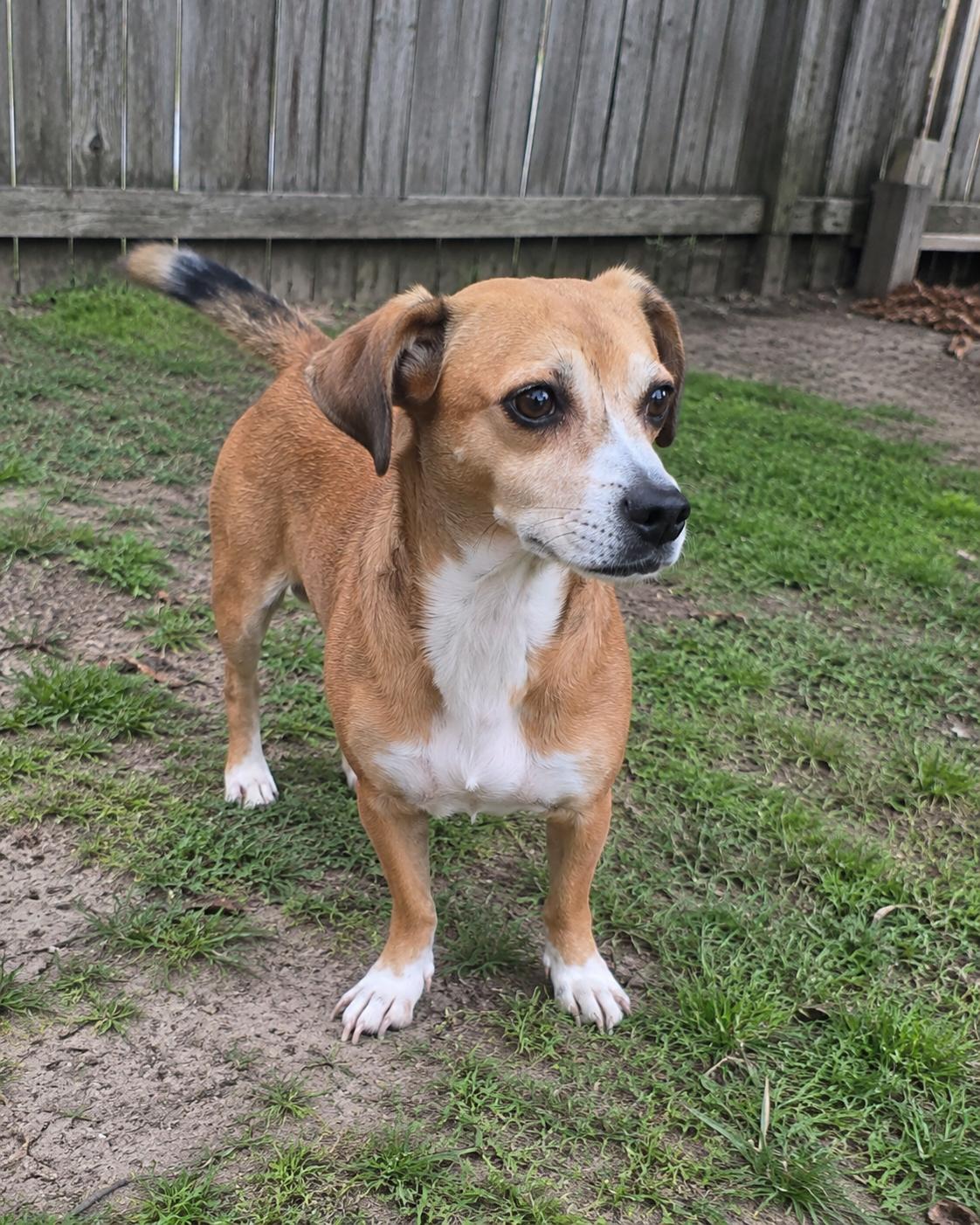 Cholula, adopted, Young Female Dachshund & Chihuahua.