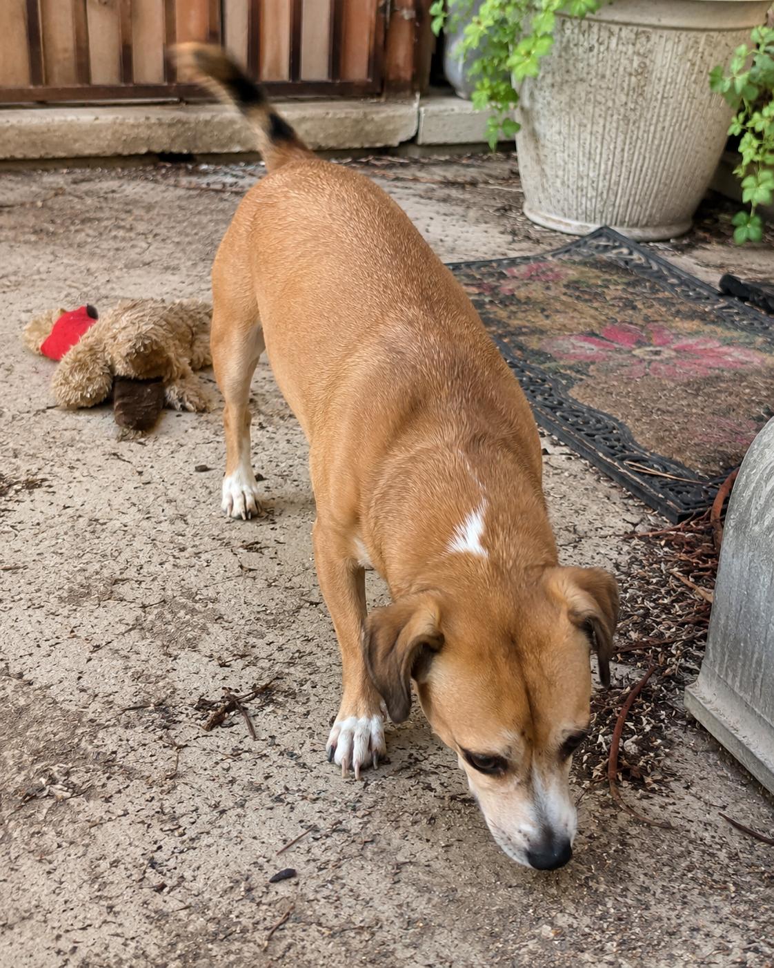 Enlarge Cholula, an adopted mixed breed in Lacey , WA image 2/6