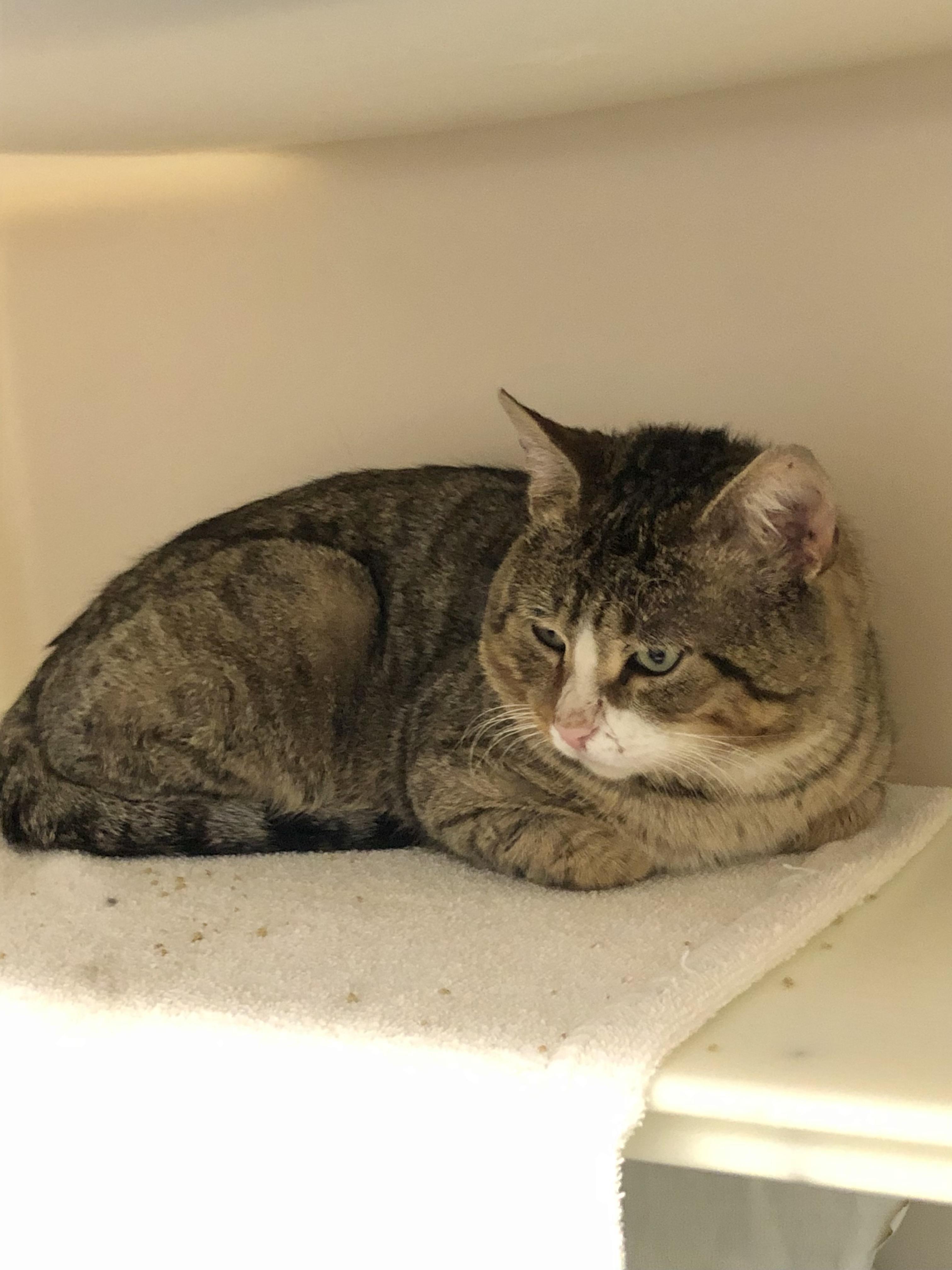 Enlarge Miso, a hold Domestic Short Hair in Salisbury, MA image 4/4